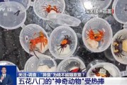 鹰潭@铲屎官们 养“异宠”或危害国家安全 这些行为违法了