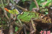 鹰潭云南南滚河保护区首次发现红唇棘蜥