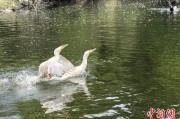 鹰潭吉林：罕见白鸬鹚连续两年“故地重游”